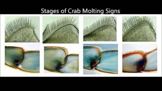 Blue crab Molting Signs FINAL [upl. by Llennod]