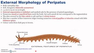 Peripatus Part I By Dr Sunita Shekhawat 1 [upl. by Eilis]