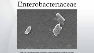 Enterobacteriaceae [upl. by Isman]