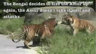 Siberian tiger vs Bengal tiger  Fighting techniques [upl. by Doreg591]