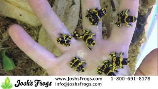 Likeable Leucomelas Dart Frogs [upl. by Yettie]