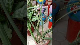 Sansevieria Cylindrica Plant🪴 shorts sanseveria garden trending ytshorts short music love [upl. by Martelli686]