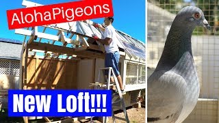 Homing Racing Pigeon 2018 Update 5 [upl. by Montano]