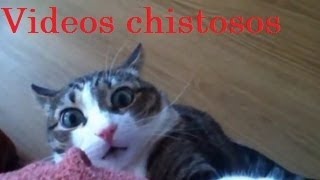 Videos de Risa  Animales  Perros y Gatos Chistosos [upl. by Wenona]