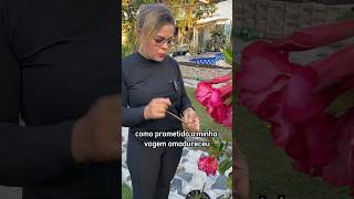 Vídeo completo ☝🏻☝🏻 COLHENDO AS SEMENTES DA ROSA DO DESERTO plantas orchid jardim [upl. by Imotas]