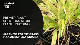 Planting Japanese Forest Grass in the Garden  Hakonechloa Plant Unboxing [upl. by Notxarb]