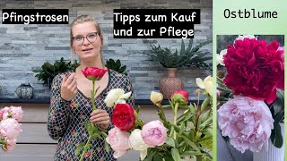 Pfingstrosen  Tipps zum Kauf und zur Pflege [upl. by Suoivart]