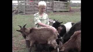 fainting goats [upl. by Carlie]