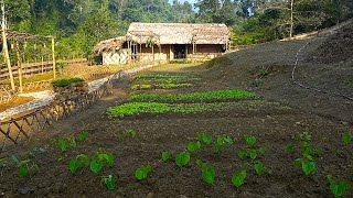 FULL VIDEO150 Days Farm Renovation amp Building Process Free Growing  Harvesting [upl. by Dyal]