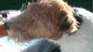 Ben Fox Terrier in France 2010  Main Movie [upl. by Rintoul]