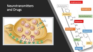 Neurotransmitters [upl. by Berkly]