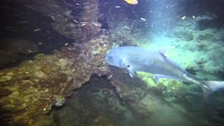 Giant Trevally attack on the Yongala at night [upl. by Jacobson]