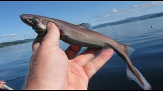 Facts The Lantern Shark [upl. by Heindrick435]