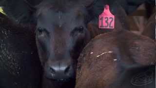 quotAngelquot ASPCA Commercial  Cow Style [upl. by Roxi]