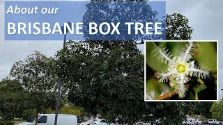 About our BRISBANE BOX TREE Facts Lophostemon confertus Tristania conferta Identification [upl. by Oicatsana]