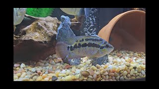 Salvini Cichlid Overview [upl. by Atirat650]