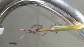 סוסתהשד המצויה  Empusa fasciata צולם בשומרון [upl. by Atalaya888]