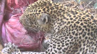 LEOPARD EATING Impala Chitabe [upl. by Neened964]