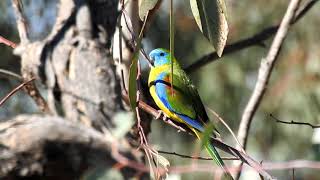 Turquoise Parrot  Nail Can Hill Albury [upl. by Iahc]