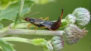 Gemeiner Ohrwurm Forficula auricularia  Macro movies [upl. by Clie]