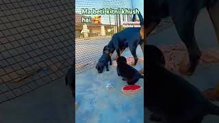 Dog lovercute dogcute puppies dogs pets doglover shorts viral [upl. by Zenas]