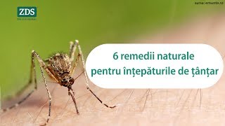 6 remedii naturale pentru înțepăturile de țânțar [upl. by Samuella]