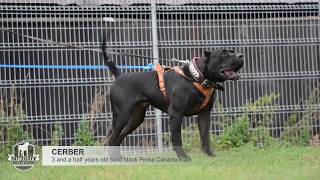 Presa canario agitation test Cerber [upl. by Manlove12]