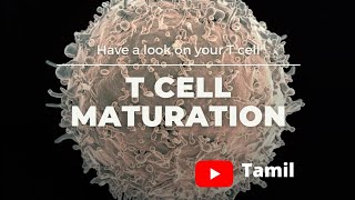 How T cell mature  T cell maturation  maturation of T cell in thymus  YouTube tamil [upl. by Staford]