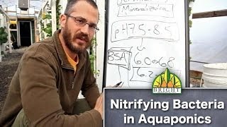 Nitrifying Bacteria in Aquaponics [upl. by Bevash]