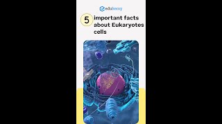 5 important facts about Eukaryotes cells [upl. by Annaicul]