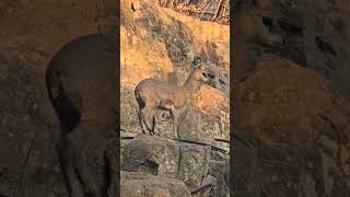 klipspringer spotted around the oldest known dolomite Caves in the world sudwalacaves mpumalanga [upl. by Daren]