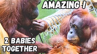 The Moment 2 Baby Orangutans Meet [upl. by Nelrsa942]