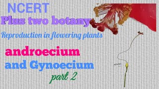 NCERT Plus Two Botany Reproduction in Angiosperms Structure of a flowerAndroecium and gynoecium [upl. by Lenaj649]