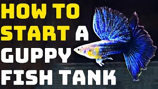 How To Start A Guppy Fish Tank  Guppy Channel [upl. by Gratt]