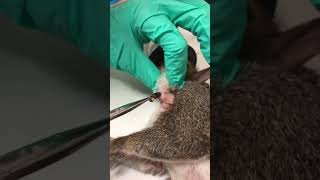 Cuterebra removal from a squirrel [upl. by Aneeroc864]