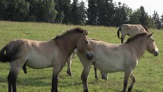 Flieg weiter kleiner Geier  Reportage für Kinder  Nina und die wilden Tiere [upl. by Waddington330]