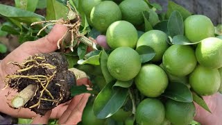 ¿Quieres tener un Planta de Limón llena de Frutos Aquí Te revelo el Secreto  Limonero en Maceta [upl. by Eenolem]