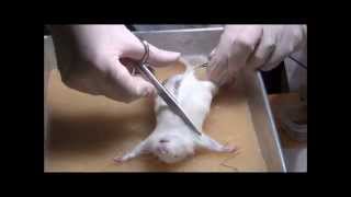 Rat dissection at the Department of Zoology University of Johannesburg [upl. by Arral846]