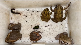 Explore One Centipede and Many Bullfrogs with Toads of the Rural 4K insects animals [upl. by Hanyaz]