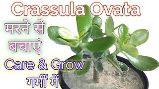 Crassula Ovata plant careHow to Grow amp Care Crassula Ovata in SummerCrassula Ovata Careing tips [upl. by Talia]