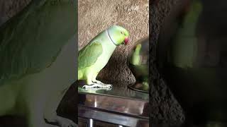 Kittu Playing 😁🦜 shorts parrot [upl. by Landan]