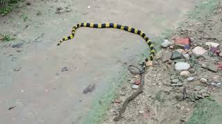 Banded Krait माहेर सर्प Bungarus fasciatus \ Venomous Snake बिषालु सर्प Bardiya Nepal [upl. by Sim407]