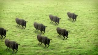 YTPMV Cows Cows Cows Scan Low Battery [upl. by Ahsahtan957]