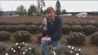 Marshmallow farming the fields of Puyallup  KING 5 Evening [upl. by Akceber13]