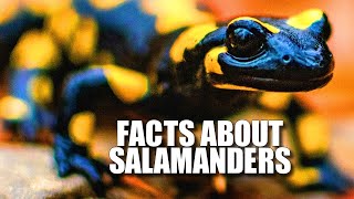 Salamander Facts WHAT is a SALAMANDER 🦎 Animal Fact Files [upl. by Vicky990]