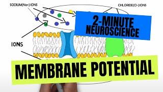 2Minute Neuroscience Membrane Potential [upl. by Auhsuoj]