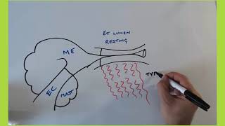 How the eustachian tube opens and closes [upl. by Folsom]