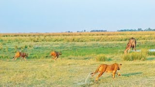 20 Lions Surprise a Drinking Giraffe [upl. by Bronnie940]