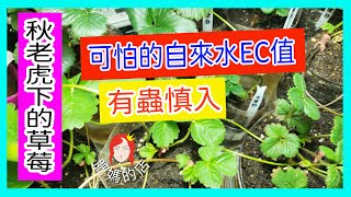 【秋天草莓及可怕的自來水EC值】高EC值的草莓肥傷秋老虎底下草莓現況自來水高EC對草莓有影響嗎？（ 草莓8） 肥媽的店 [upl. by Atnauqal823]