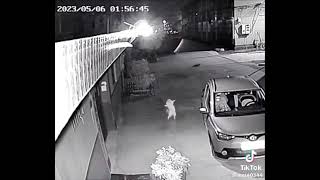 Cat Dancing in Home Security Camera Footage  Funny Cat 😺 [upl. by Aihsenat450]